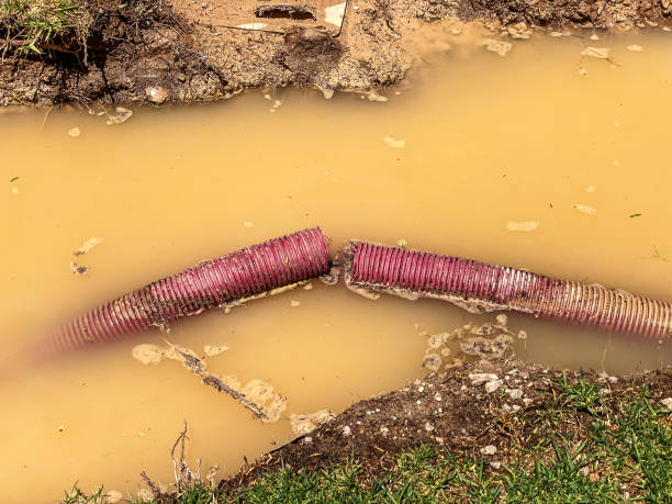 Best Carpet water damage restoration  in Chicago Heights, IL
